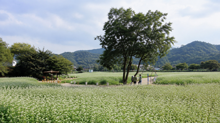 봉평 메밀꽃밭 사이 산책길과 큰 나무