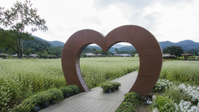 봉평 메밀꽃밭 하트 포토존과 산책로