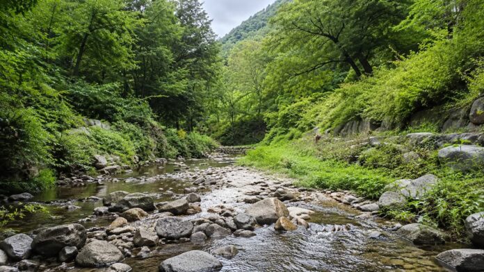 chilgok-geumhwa-valley-summer-main 울창한 숲 사이로 맑은 물이 흐르는 칠곡 금화계곡
