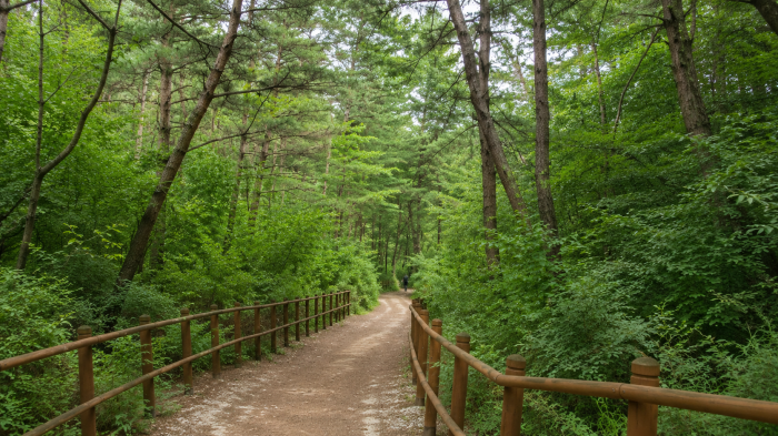 충주 하늘재 완만한 흙길과 숲길