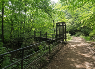 충주 하늘재, 왕복 4.1km 숲길 따라 걷는 우리나라 가장 오래된 고갯길 충주 하늘재 울창한 여름 숲길과 탐방객
