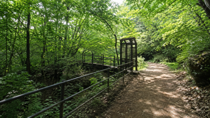 충주 하늘재 울창한 여름 숲길과 탐방객