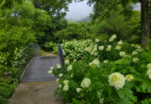당진 삼선산수목원, 흰 수국길과 숲하늘길을 무료로 걷는 여름 정원 흰 아나벨 수국과 작은 다리가 어우러진 당진 삼선산수목원