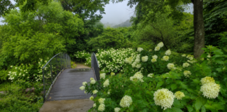 당진 삼선산수목원, 흰 수국길과 숲하늘길을 무료로 걷는 여름 정원 흰 아나벨 수국과 작은 다리가 어우러진 당진 삼선산수목원