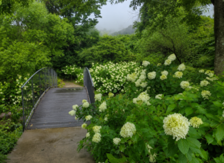 당진 삼선산수목원, 흰 수국길과 숲하늘길을 무료로 걷는 여름 정원 흰 아나벨 수국과 작은 다리가 어우러진 당진 삼선산수목원