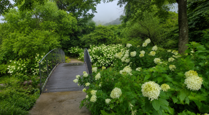 당진 삼선산수목원, 흰 수국길과 숲하늘길을 무료로 걷는 여름 정원 흰 아나벨 수국과 작은 다리가 어우러진 당진 삼선산수목원