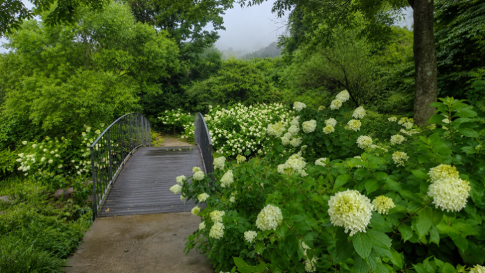 dangjin-samseonsan-arboretum-white-hydrangea-bridge 흰 아나벨 수국과 작은 다리가 어우러진 당진 삼선산수목원