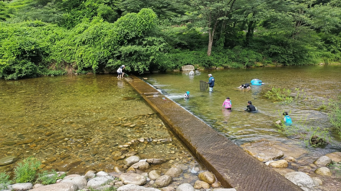 단양 남천계곡에서 진행된 가족 물고기 잡기 체험