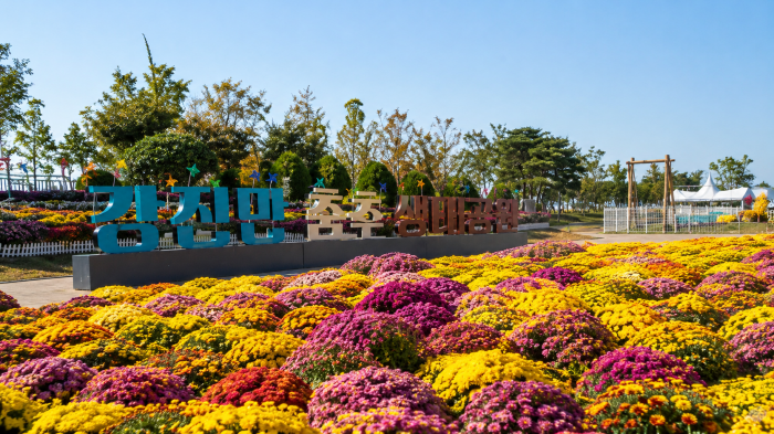 강진만 춤추는 갈대축제장의 가을 국화와 행사장 풍경