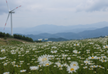 거창 감악산 별바람언덕, 9월 18일 꽃별여행 개막…올해는 예약 없이 자가용 못 오른다 거창 감악산 별바람언덕 꽃밭과 풍력발전기 너머로 지는 노을
