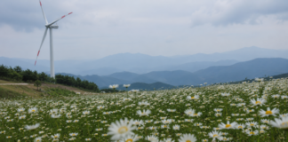 거창 감악산 별바람언덕 꽃밭과 풍력발전기 너머로 지는 노을
