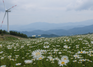 거창 감악산 별바람언덕, 9월 18일 꽃별여행 개막…올해는 예약 없이 자가용 못 오른다 거창 감악산 별바람언덕 꽃밭과 풍력발전기 너머로 지는 노을
