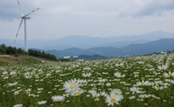 거창 감악산 별바람언덕 꽃밭과 풍력발전기 너머로 지는 노을