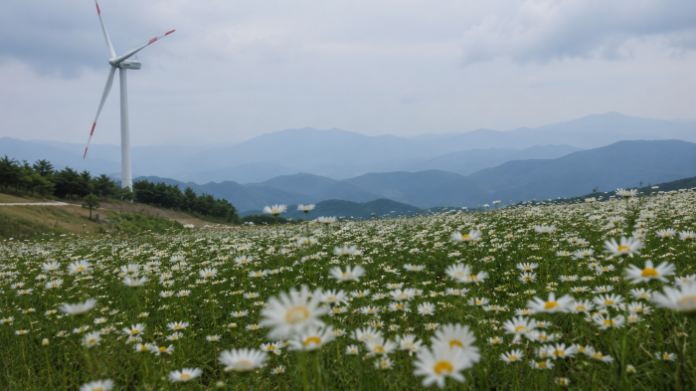거창 감악산 별바람언덕 꽃밭과 풍력발전기 너머로 지는 노을