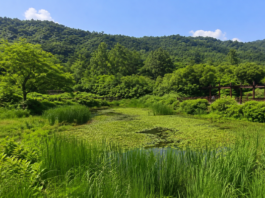 고창 운곡람사르습지의 여름 습지와 데크 전경