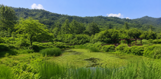 고창 운곡람사르습지, 사람이 떠난 논밭이 다시 야생으로 돌아왔다…탐방열차 타고 만나는 복원습지 고창 운곡람사르습지의 여름 습지와 데크 전경