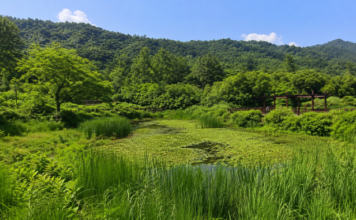 고창 운곡람사르습지의 여름 습지와 데크 전경