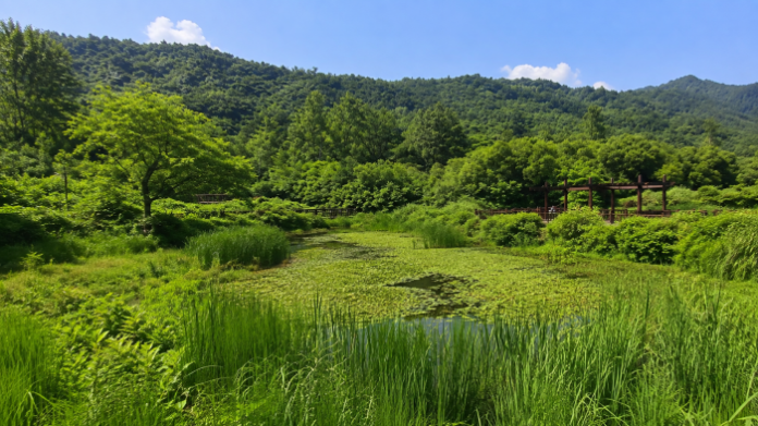 고창 운곡람사르습지의 여름 습지와 데크 전경