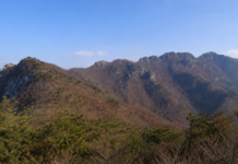 공주 계룡산 갑사 오리숲길, 2km 숲과 계곡 지나 천년고찰로 걷는다 공주 계룡산 갑사 오리숲길의 울창한 여름 숲