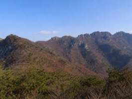 공주 계룡산 갑사 오리숲길의 울창한 여름 숲