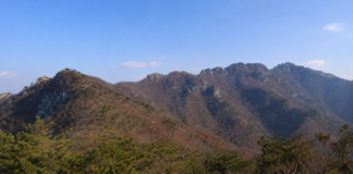 공주 계룡산 갑사 오리숲길의 울창한 여름 숲