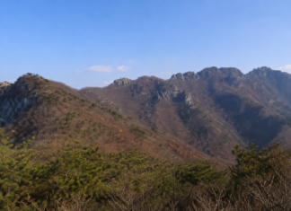 공주 계룡산 갑사 오리숲길, 2km 숲과 계곡 지나 천년고찰로 걷는다 공주 계룡산 갑사 오리숲길의 울창한 여름 숲