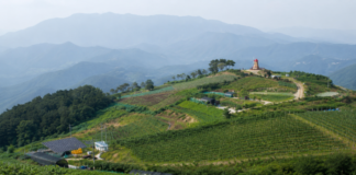군위 화산산성 전망대, 차로 해발 700m 올라 군위댐과 쌓다 만 산성을 함께 본다 군위 화산산성 전망대와 고랭지 밭, 겹겹이 이어진 산줄기