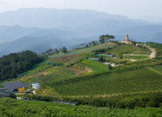 군위 화산산성 전망대와 고랭지 밭, 겹겹이 이어진 산줄기