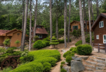 광양 백운산자연휴양림 숲속의 집과 울창한 나무숲
