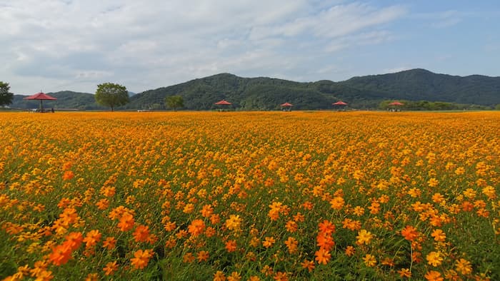 정자와 산 능선까지 이어지는 광양 섬진강 황화코스모스 꽃밭