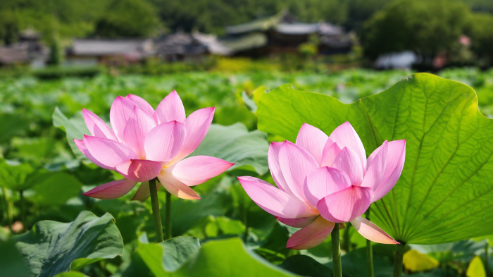 경주 서출지 연못에서 핀 분홍색 연꽃과 푸른 연잎