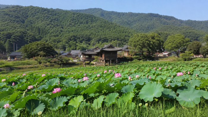 경주 서출지 연꽃밭과 이요당 여름 전경