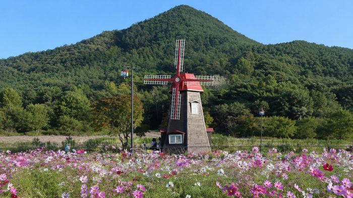하동 북천 코스모스 꽃밭과 붉은 풍차