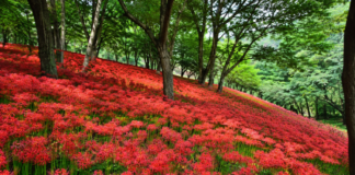 함평 모악산 용천사 숲을 붉게 뒤덮은 꽃무릇 군락