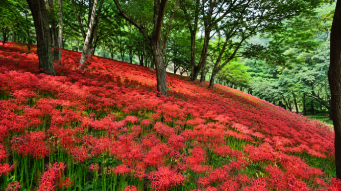 hampyeong-yongcheonsa-spider-lily-forest-wide 함평 모악산 용천사 숲을 붉게 뒤덮은 꽃무릇 군락