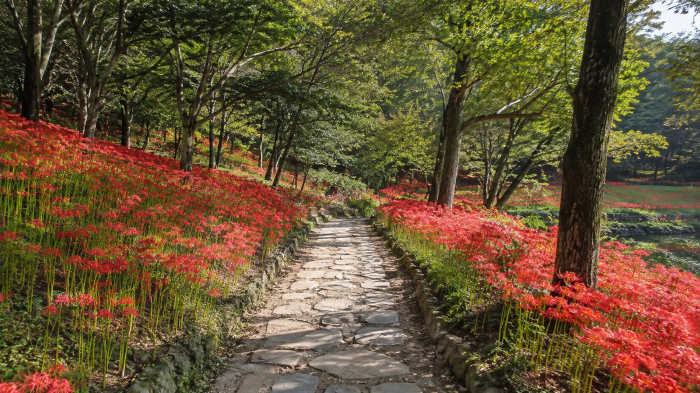 함평 용천사 꽃무릇 사이 돌길 산책로
