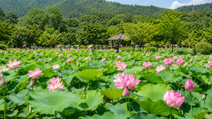 함양 상림 천년 숲 여름 산책로