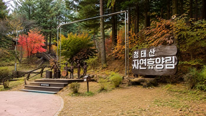 국립청태산자연휴양림 숲속 포토프레임과 잣나무 숲