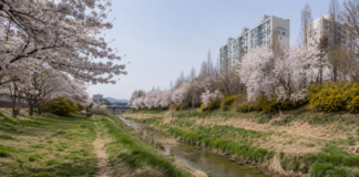 인천 굴포천, 30년 만에 물길 다시 열렸다…조선이 뚫으려던 운하 따라 걷는 도심 생태길 인천 굴포천 물길과 벚꽃이 이어지는 도심 생태하천