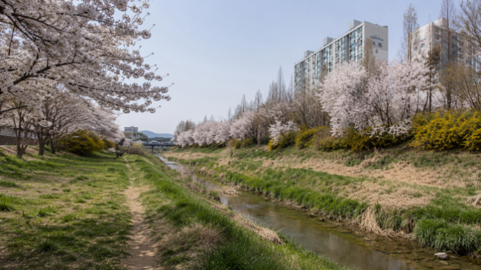 incheon-gulpo-stream-cherry-blossom-trail 인천 굴포천 물길과 벚꽃이 이어지는 도심 생태하천