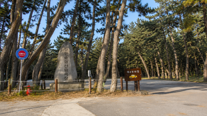 서천 장항송림산림욕장 곰솔 사이로 이어지는 흙길 산책로