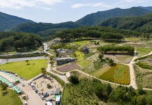 정읍 구절초 지방정원 꽃밭과 솔숲 산책로 전경