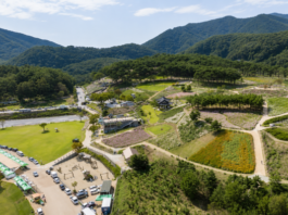 정읍 구절초 지방정원 꽃밭과 솔숲 산책로 전경