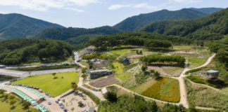 정읍 구절초 지방정원 꽃밭과 솔숲 산책로 전경
