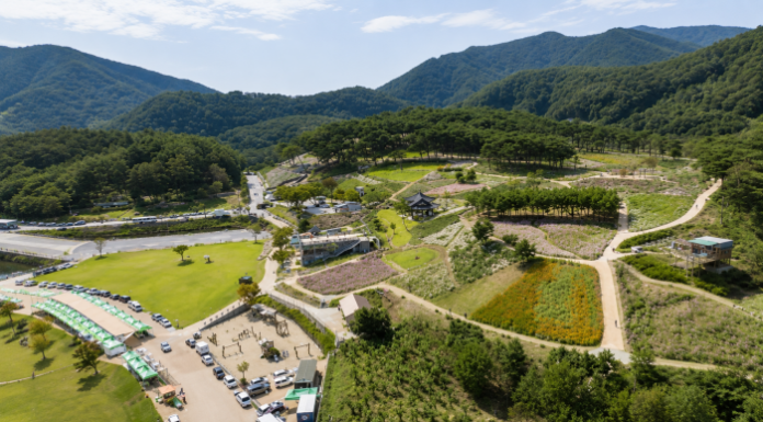 정읍 구절초 지방정원 꽃밭과 솔숲 산책로 전경