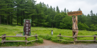 정선 만항재 해발 1330m 하늘숲공원 숲과 쉼터