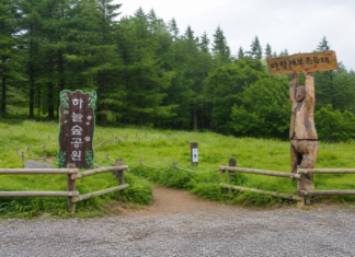 정선 만항재 해발 1330m 하늘숲공원 숲과 쉼터
