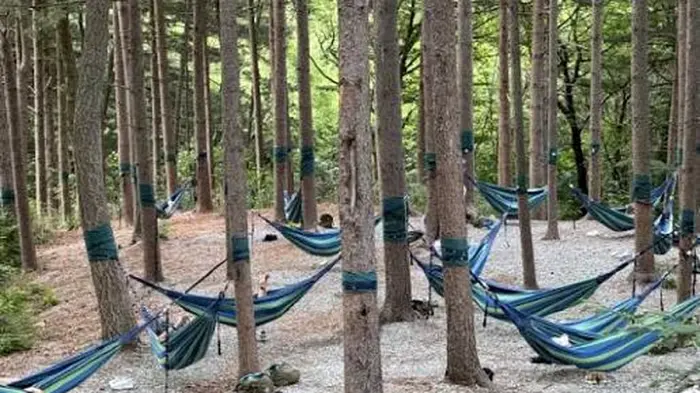 울창한 나무 사이 여러 개의 해먹이 설치된 국립진안고원산림치유원