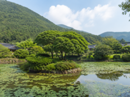 진도 운림산방 연못과 한옥 첨찰산 여름 풍경