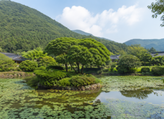 95년 된 배롱나무가 연못 한가운데 핀다…진도 운림산방, 8월엔 그림보다 정원이 먼저 보인다 진도 운림산방 연못과 한옥 첨찰산 여름 풍경